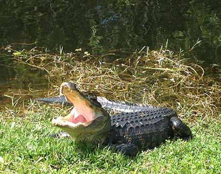 エバーグレーズ国立公園ボートツアー