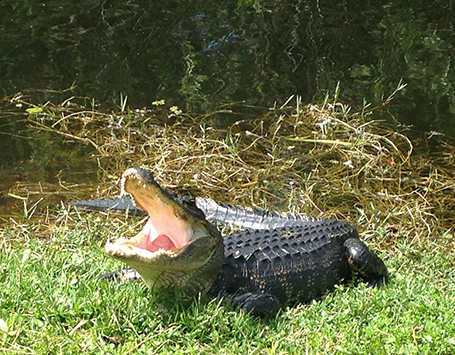 エバーグレーズ国立公園ボートツアー