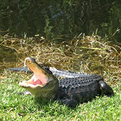 フロリダ世界遺産 Everglades National Park